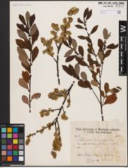Foto von Salix aurita L.